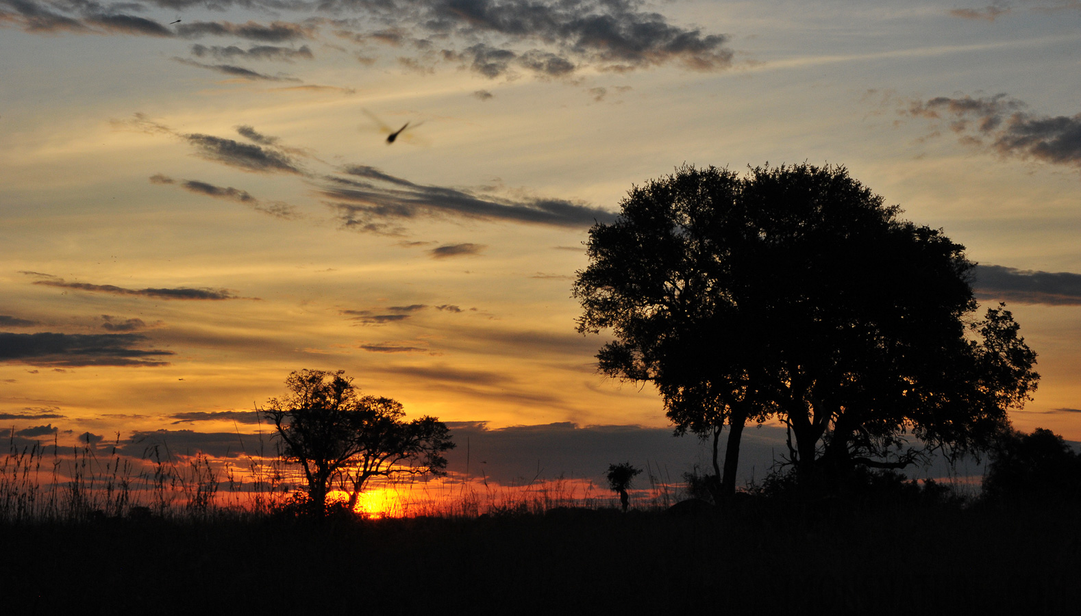 Okavango Delta [78 mm, 1/200 sec at f / 20, ISO 1600]